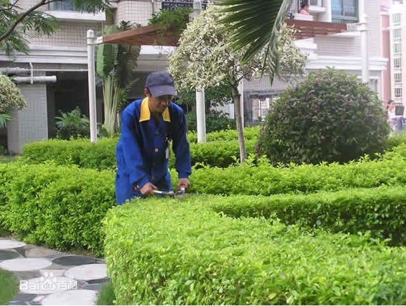 保洁绿化,城市美容师的新角色